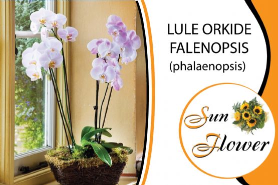 Lule Orkide Falenopsis ( Orchidee Phalaenopsis ) nga SUN FLOWER ALBANIA